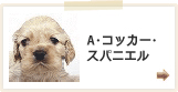 アメリカンコッカースパニエル