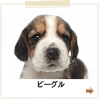 ビーグル