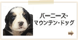 バーニーズマウンテンドッグ