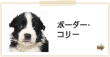 ボーダーコリー