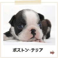 ボストンテリア