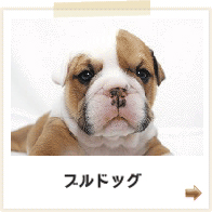 ブルドッグ