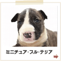 ミニチュアブルテリア