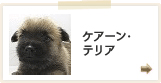 ケアーンテリア