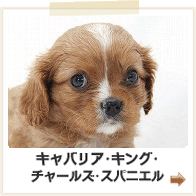 キャバリアキングチャールズスパニエル