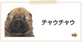チャウチャウ