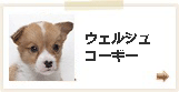 ウェルシュコーギー