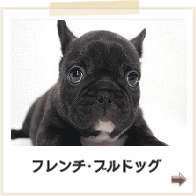 フレンチブルドッグ