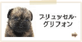 ブリュッセッルグリフォン