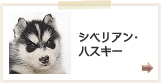 シベリアンハスキー