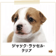 ミニチュアブルテリア