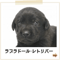 ラブラドールレトリバー