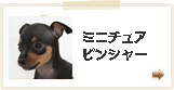 ミニチュアピンシャー