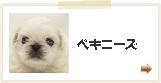 ペキニーズ