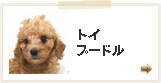 トイプードル