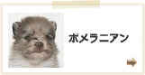 ポメラニアン