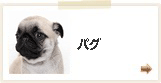 パグ