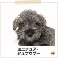 ミニチュアブルテリア