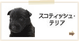 スコッチテリア