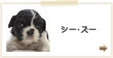 シーズー
