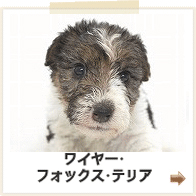 ワイヤーフォックステリア