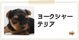 ヨークシャーテリア